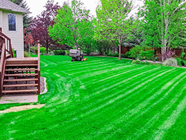 Long Grass Being Mowed